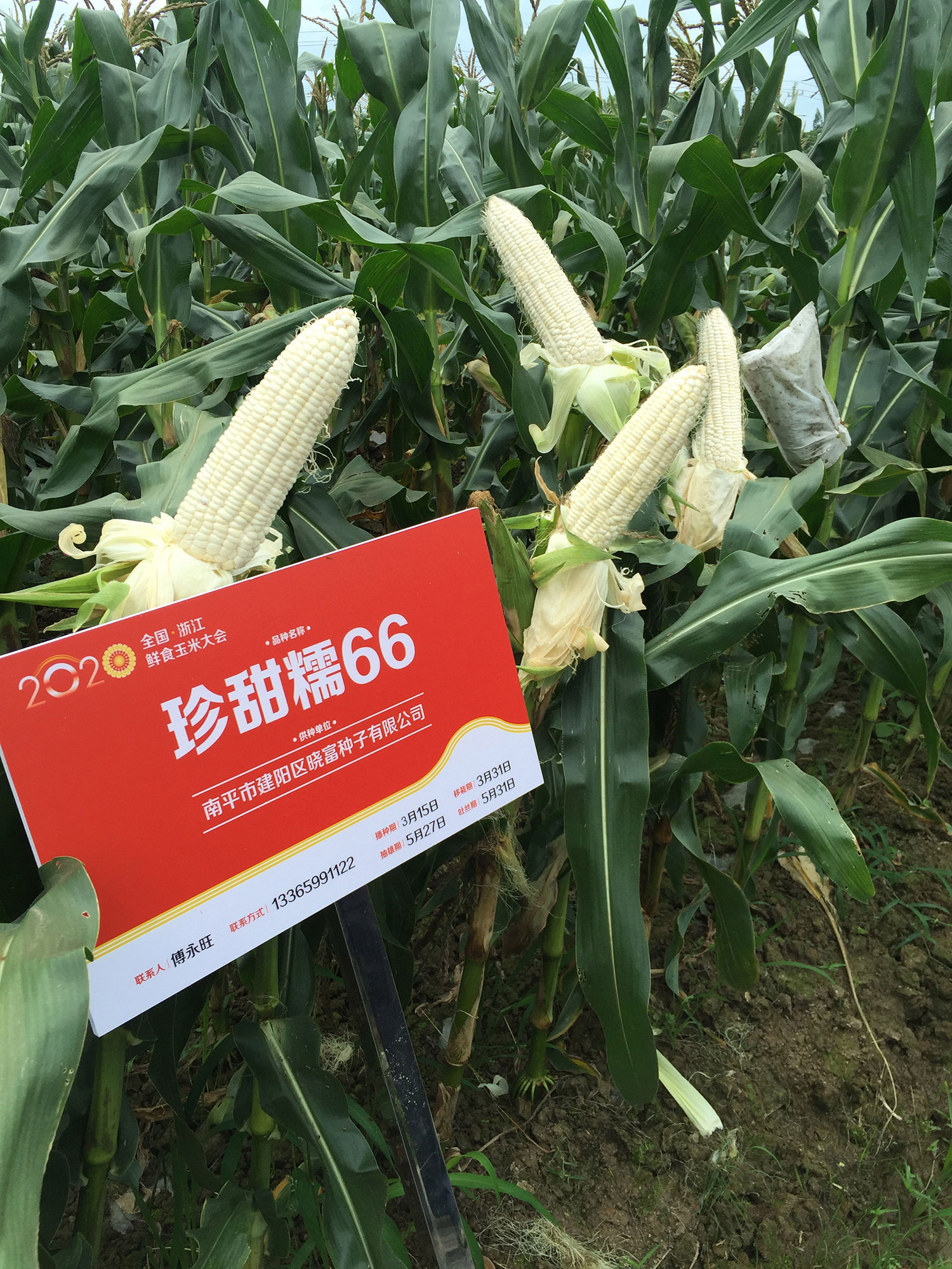 1594542978443533.jpg 1.jpg